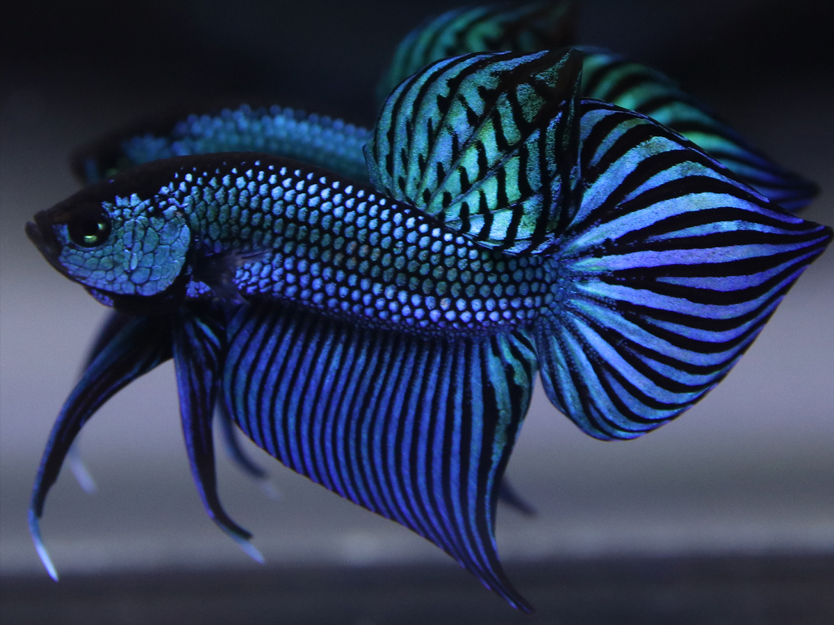 Mahachai Green Side Profile